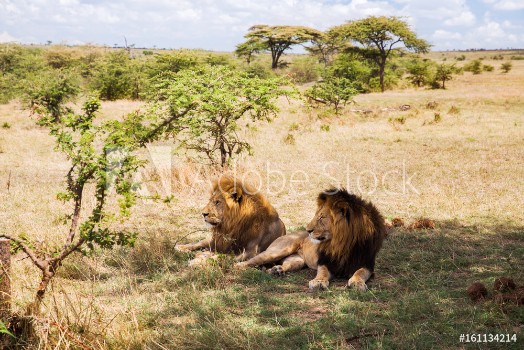 Picture of male lions resting in savannah at africa